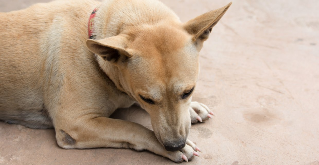 Why Do Dogs Lick Their Paws?