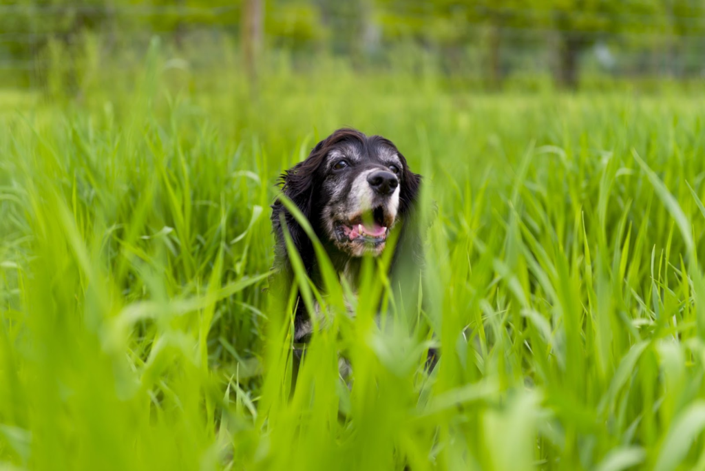 Why Dogs Eat Grass