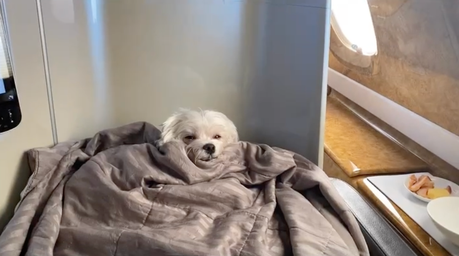 This Cute Dog Became a VIP on an Emirates Flight