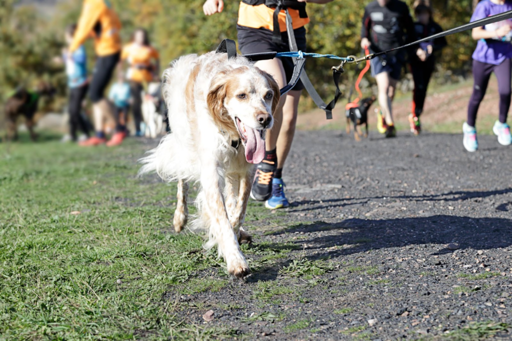 Exciting 2k Race for Dogs