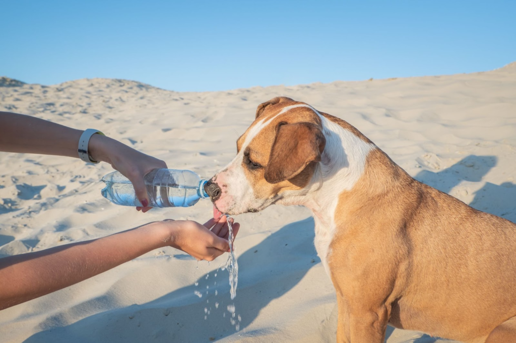 How to Keep your Pets Cool through Dubai Summer - Dog heat stroke