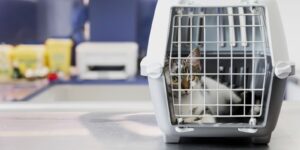 importing your pets to the UAE