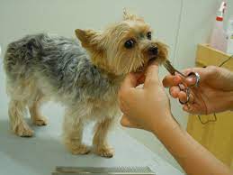 dog grooming