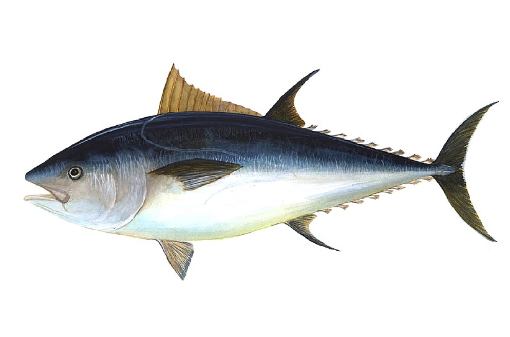 سمكة التونة