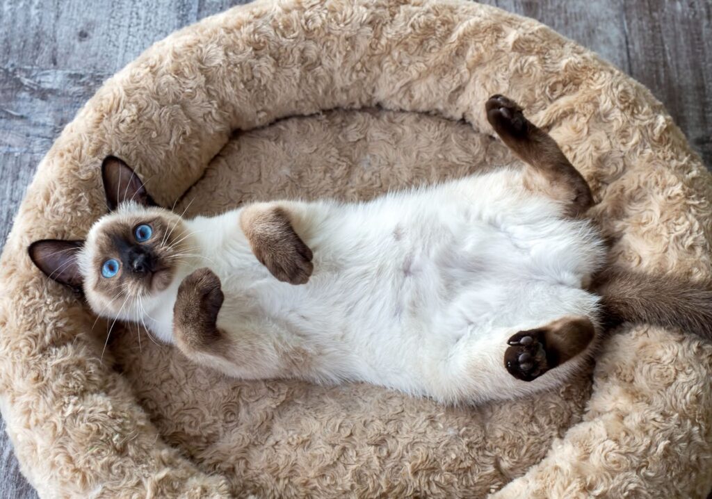 Best Cat Beds for Sweet Cat Naps