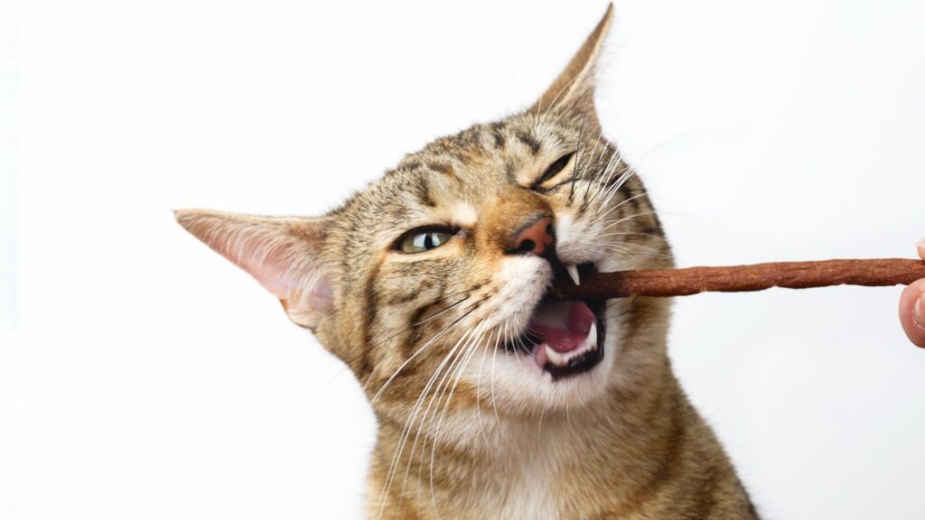 Cat Dental Treats