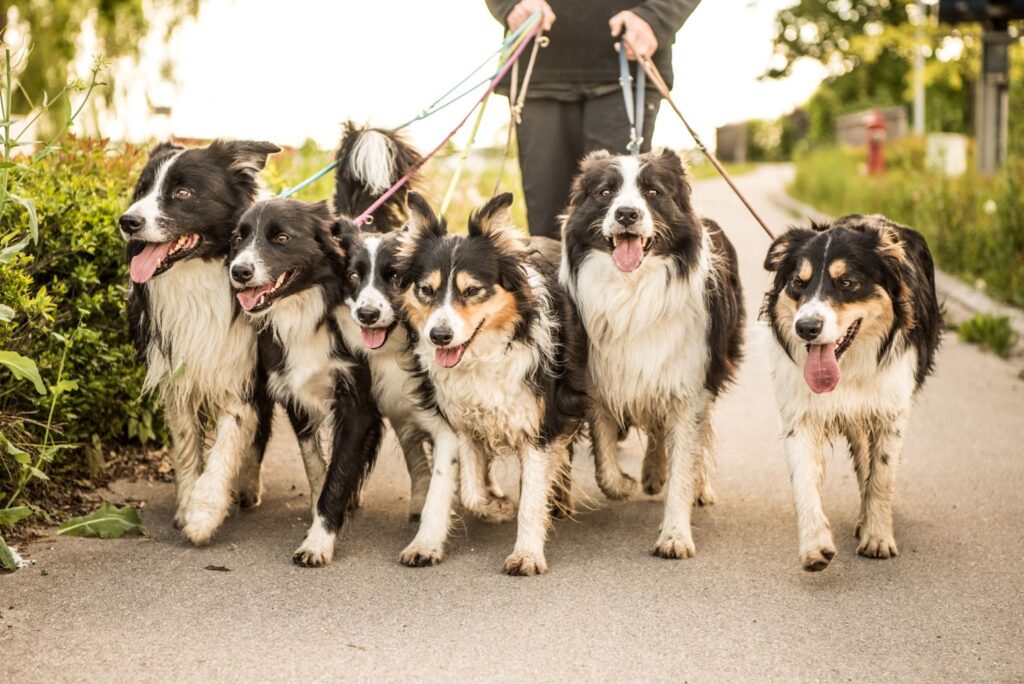 Dog Walking Group