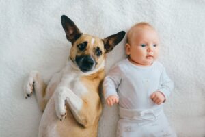 Train Your Dog to Welcome a Newborn Baby