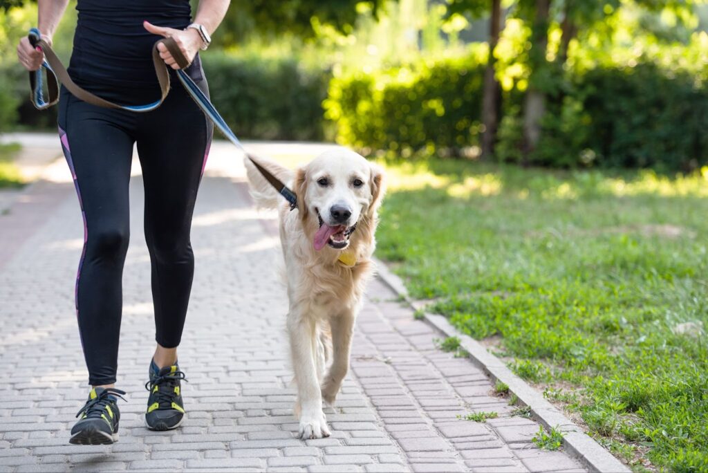 running with your dog in Dubai