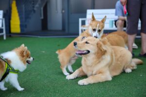 How much is a dog daycare in Dubai