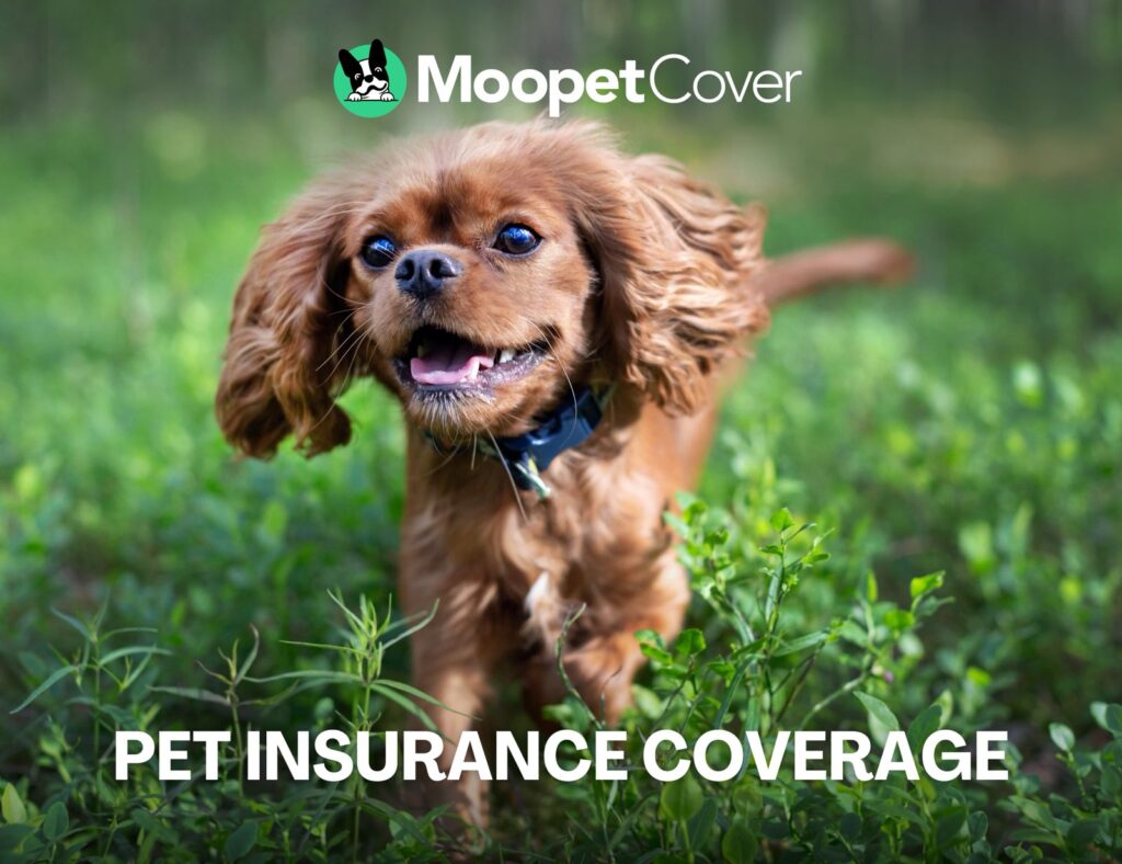 pet insurance UAE