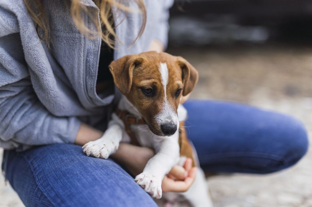 Stray Dogs Center