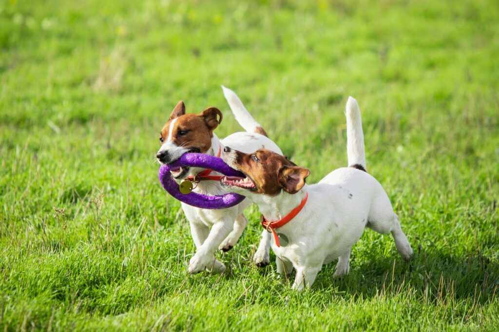 Pet Friendly Events in the UAE this Weekend