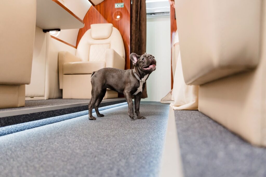 Pet-Friendly Private Airlines in the UAE