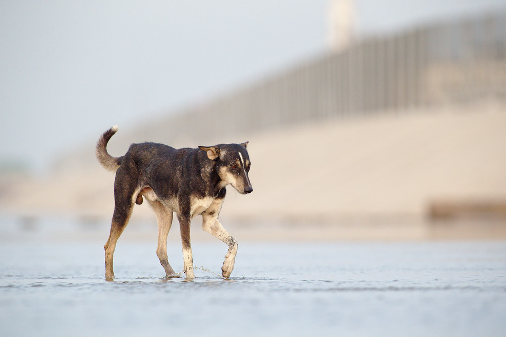 Saudi Aramco Starts Olfa Animal Care to Help Stray Animals in Saudi Arabia