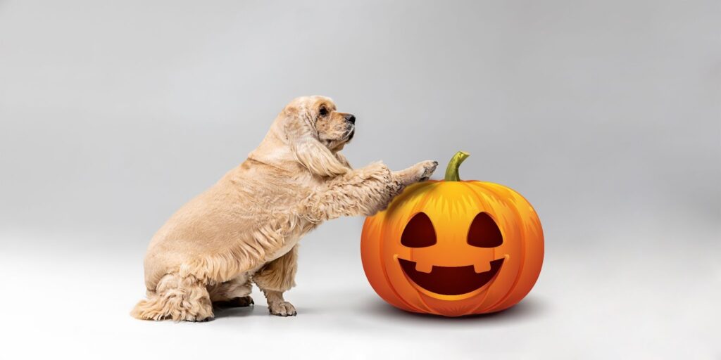 Halloween Fun in the UAE Markets, Parties, and Adoption Days